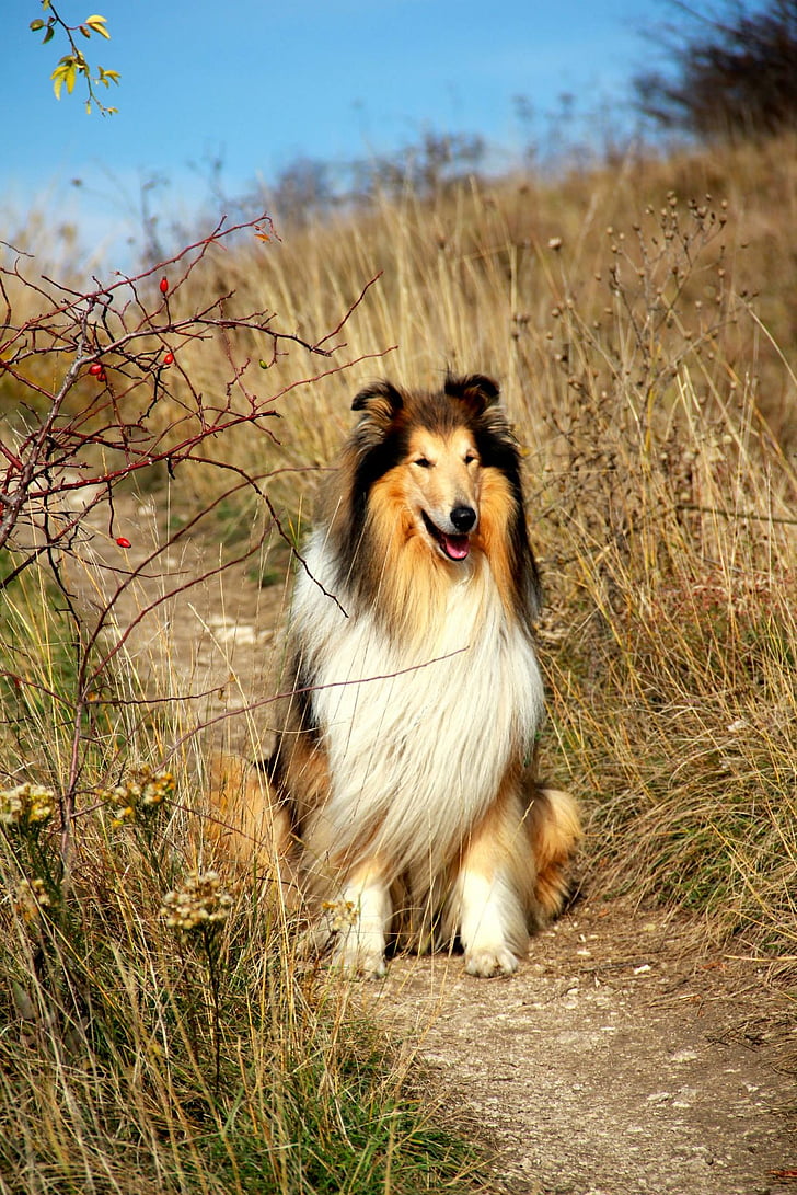 Hund, Landschaft, Trail