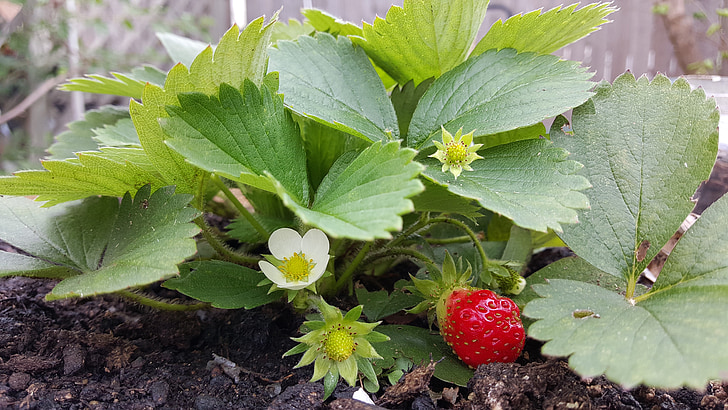 maasikas, lill, punane, marja, Aed, rohelised lehed, aedmaasikas