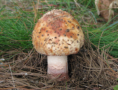dzikie mushroom, Muchomor, Grzyb, Wyspa Grackle, jelenie skały jezioro, Ontario, Kanada
