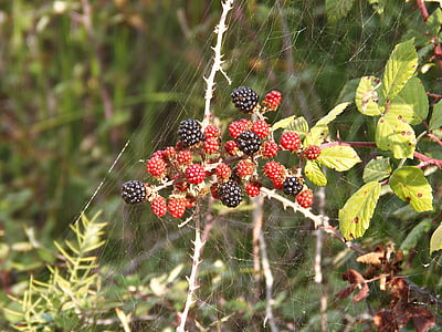 黑莓, 黑色和红色, 水果, 野生, 字段, zarza