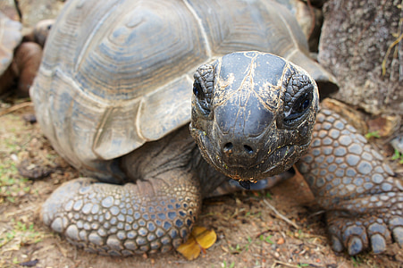 turtle, age, panzer, speed, seychelles, tortoise, reptile