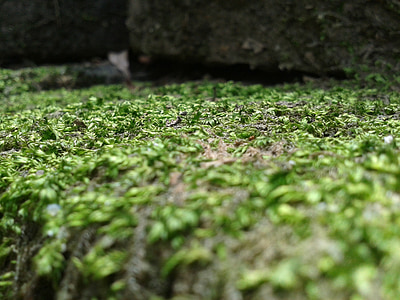 Moss, stein, natur, steiner, utendørs