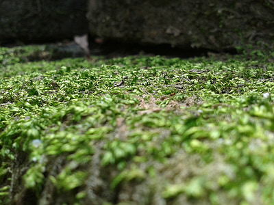 Moss, piedra, naturaleza, rocas, al aire libre