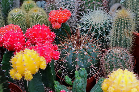 Cactus, sporre, Anläggningen, taggig, Stäng, törnen, kaktus blomma