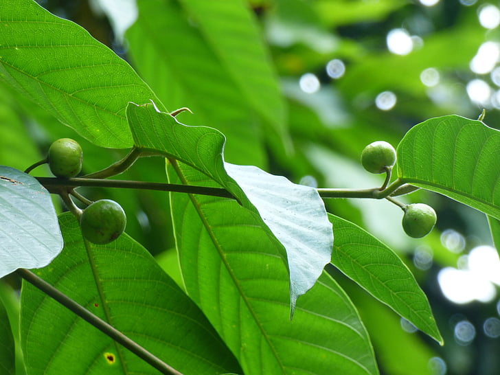 green leaves, fruits, nuts, tree, environment