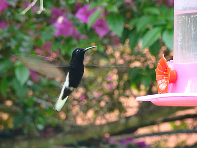 hummingbird, bird, flying