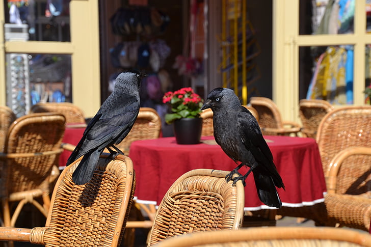 Raven, fugl, dyr, sort, flyve, stol, tabel