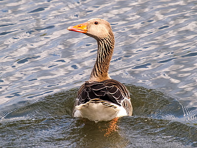 greylag goose, goose, water bird, bird, nature, animal