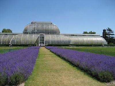 zahrady v Kew, levandule, Londýn, Anglie, Příroda, parku, tráva