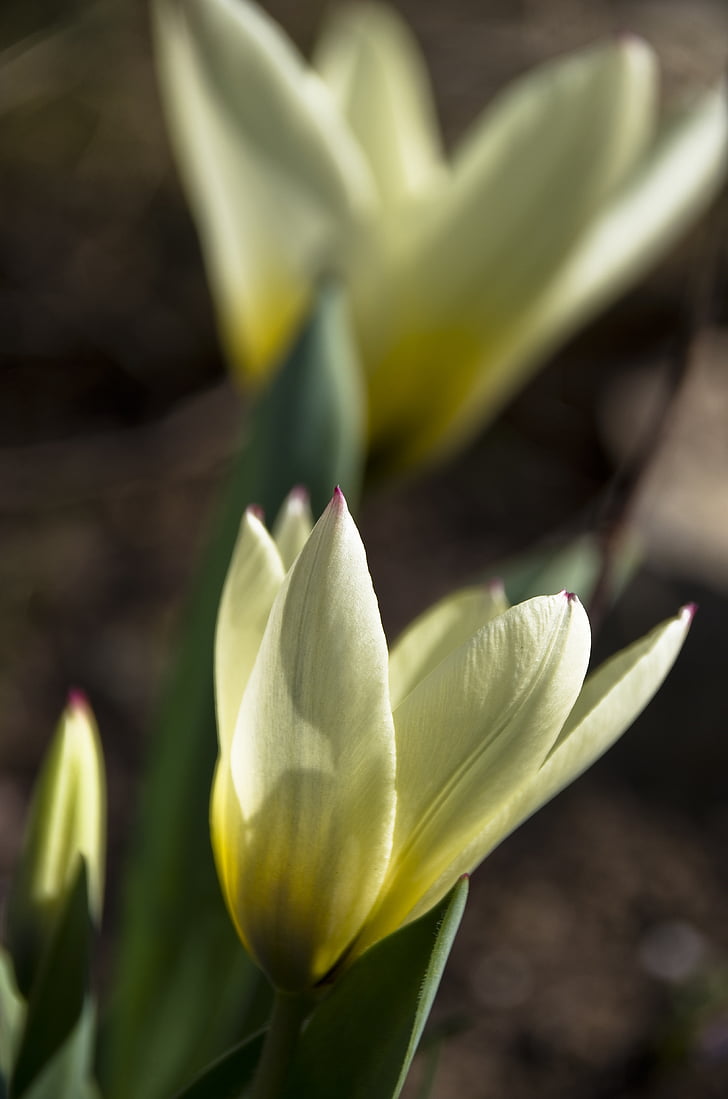 Tulip, putih, kuning cerah, Blossom, mekar, alam, Taman