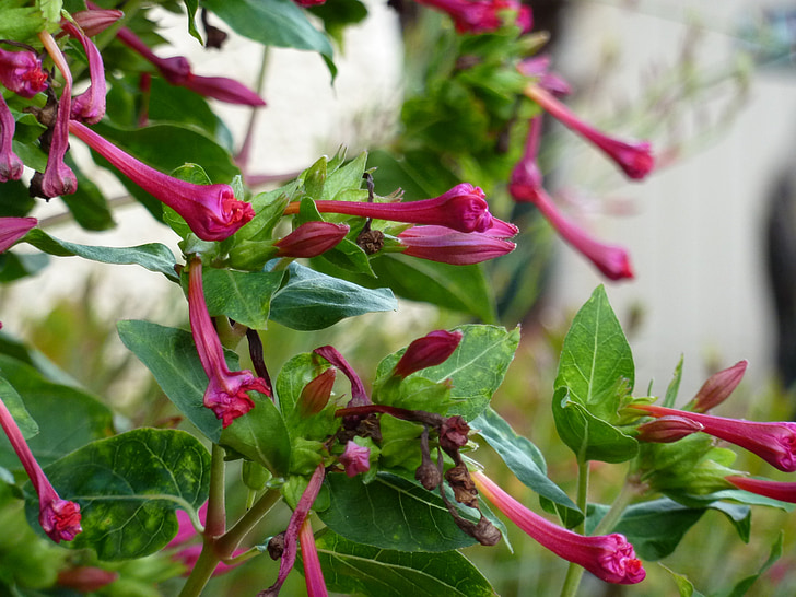 flor, -de-rosa, natureza, folha, Primavera, Verão