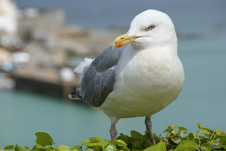 Seagull, pájaro, animal, proyecto de ley, aves acuáticas
