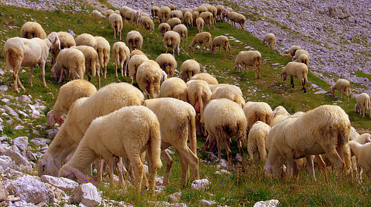 flock, sheep, browse, grass, mountain