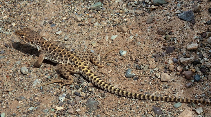 lizard, long nose leopard, reptile, wildlife, nature, desert, animal