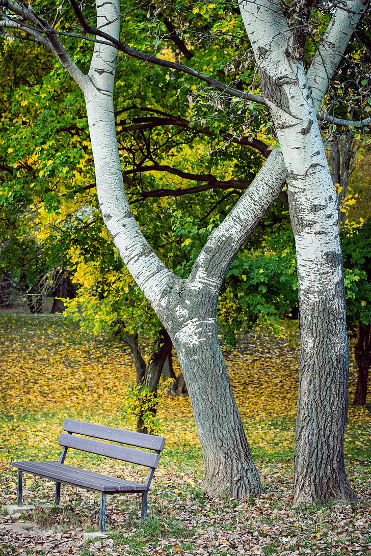 Park, klopi, jeseni, breza, listov, osamljenosti