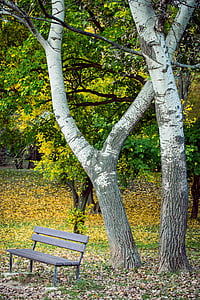 Taman, bangku, musim gugur, Birch, daun, kesepian