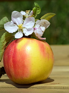 Jabłko, Apple blossom, wiosna, kwiat, Bloom, owoce, jeść