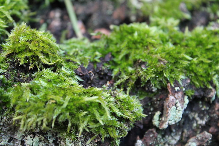Moss, loodus, roheline, Sulgege, samblike, taim, Suurendus: