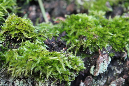 moss, nature, green, close, lichen, plant, close-up