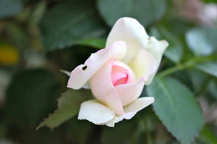 Rosa vell, botó, que s'obre, flor, pètal, fragilitat, natura