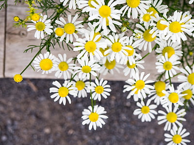 vit, kronblad, gul, blomma, trädgård, naturen, Anläggningen