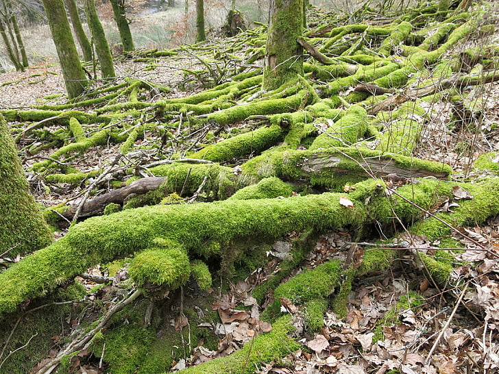 Moss, Filiala, pădure