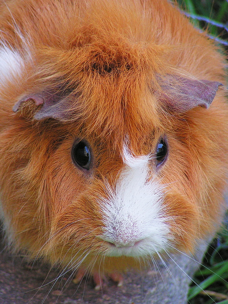 guinea-pig, red, female, rosette, white, head, portrait