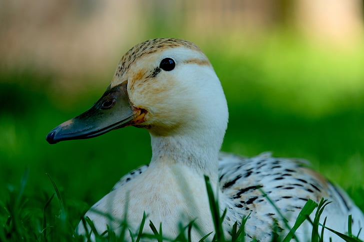 duck, white, animal, water, water bird, meadow, sit