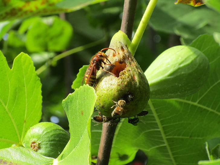 wasp, fig, evészet, foliage, be