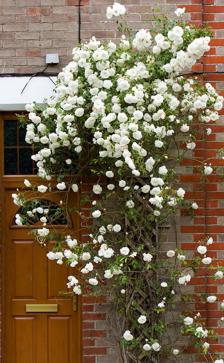 rožės, Rožė, gėlės, balta, vijoklinis, Alpinizmas, durys