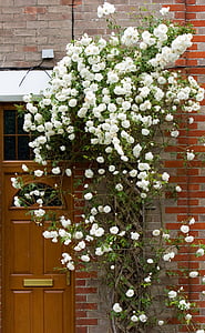 Rosas, color de rosa, flores, Blanco, senderismo, escalada, puerta
