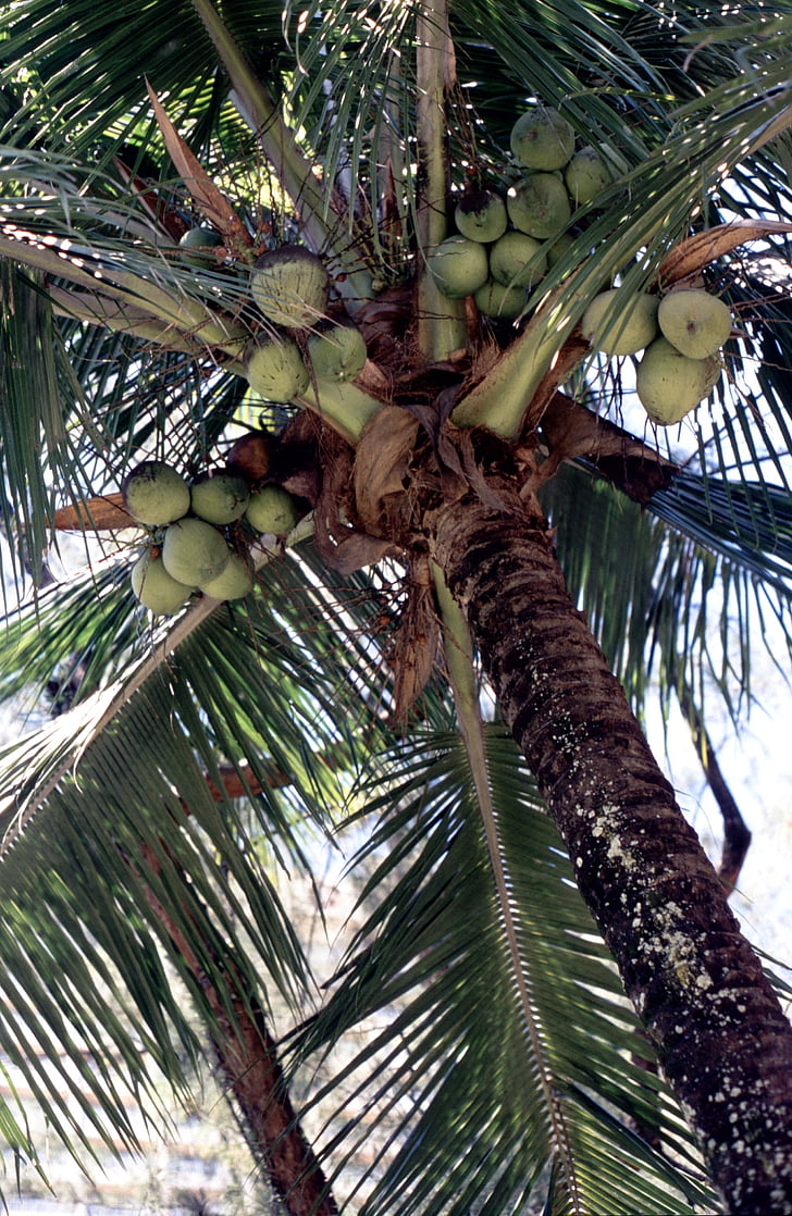 palm, coconuts, coconut tree, exotic, mediterranean, food, brazil