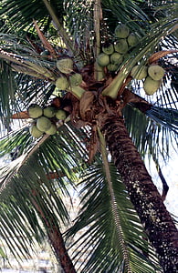 Palm, kokosrieksti, kokosriekstu koks, eksotiski, Vidusjūras reģiona, pārtika, Brazīlija