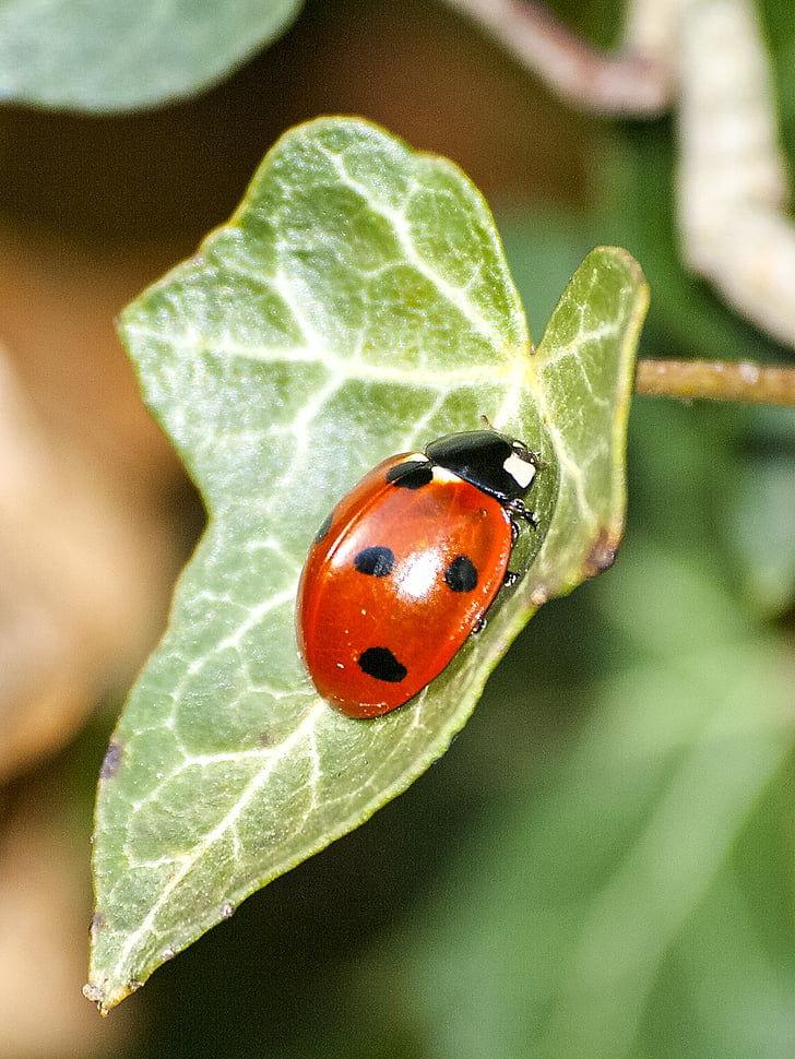 Mariquita, escarabat, insecte, natura, animal, planta, close-up