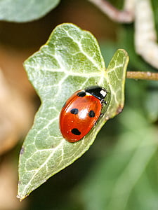 ladybug, beetle, insect, nature, animal, plant, close-up