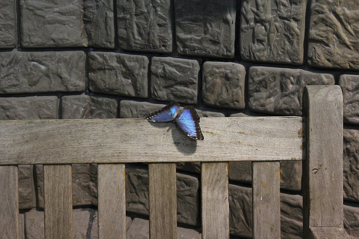 borboleta, Lago dusia, parede, banco