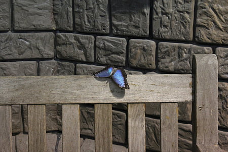 бабочка, Дуся озеро, стена, Скамейка