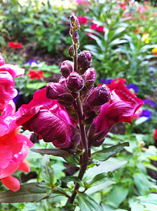 loewenmaeulchen, Antirrhinum, fiore, pianta ornamentale, giardino, rosso