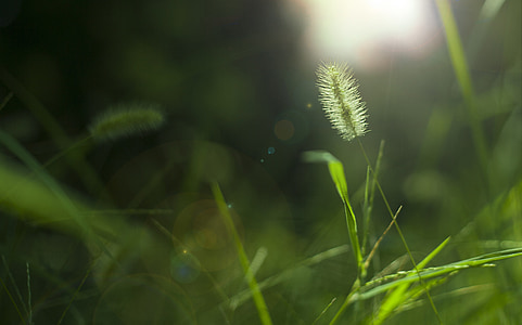roślina, Sunshine, małych świeże, Jean, trawa, tło, Natura