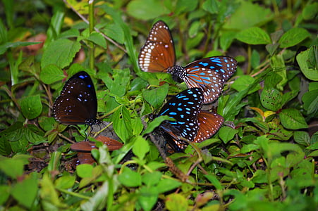 borboletas, beleza, animal, noite