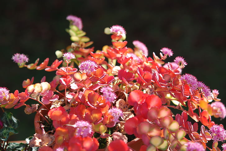 Anlage, Sedum sieboldii, Crassulaceae, Blumentopf, Zierpflanze, Herbst, Rosa