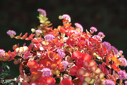 augu, Sedum sieboldii, CRASSULACEAE, puķu pods, dekoratīvo augu, rudens, rozā