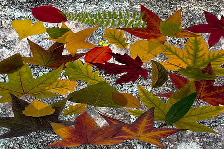folhas, folhas verdadeiras, Maple, folha de outono, Outono, folhagem, colorido