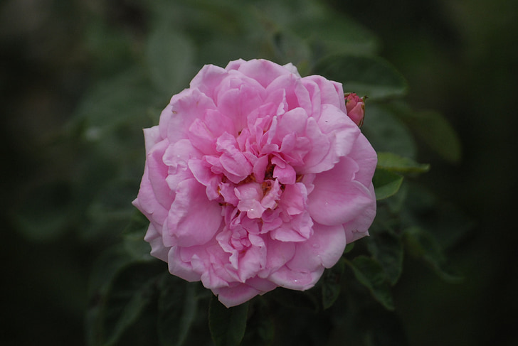 rosa Rosa, fons, fulla verda