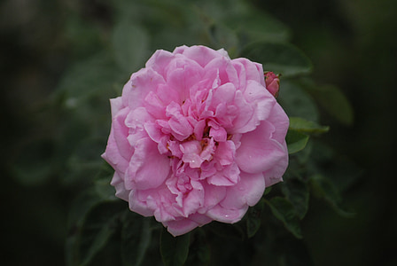 Pink rose, latar belakang, daun hijau