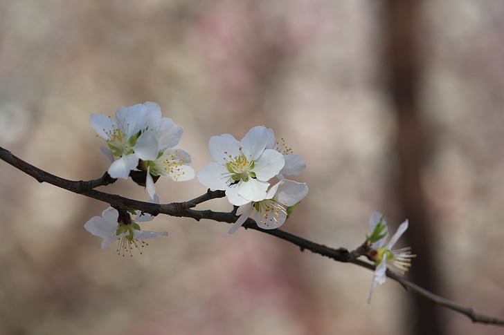 fersken blomstre, fersken dæmning, Tianjin hongqiao, natur, gren, træ, Springtime