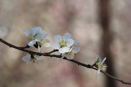 Peach blossom, persikka penger, Tianjin hongqiao, Luonto, haara, puu, Kevät