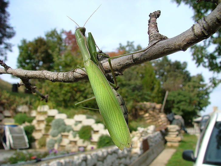 Praying mantis, kever, Mantis, insect, dag, boom, geen mensen