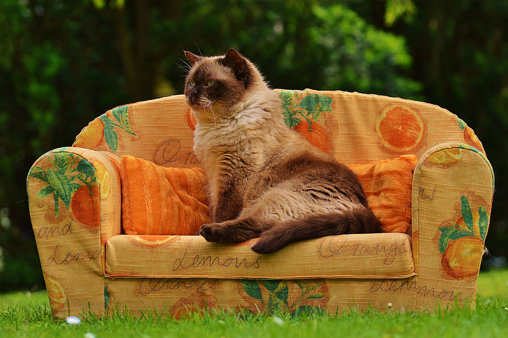 Диван, дивані, кішка, Британська короткошерста, чистокровні верхові, хутро, коричневий