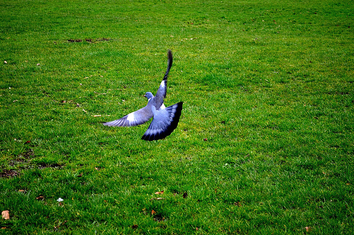 flight, background, feathers, pigeon, green, animal, grass